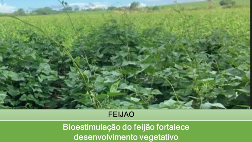 Bioestimulação do feijão fortalece desenvolvimento vegetativo