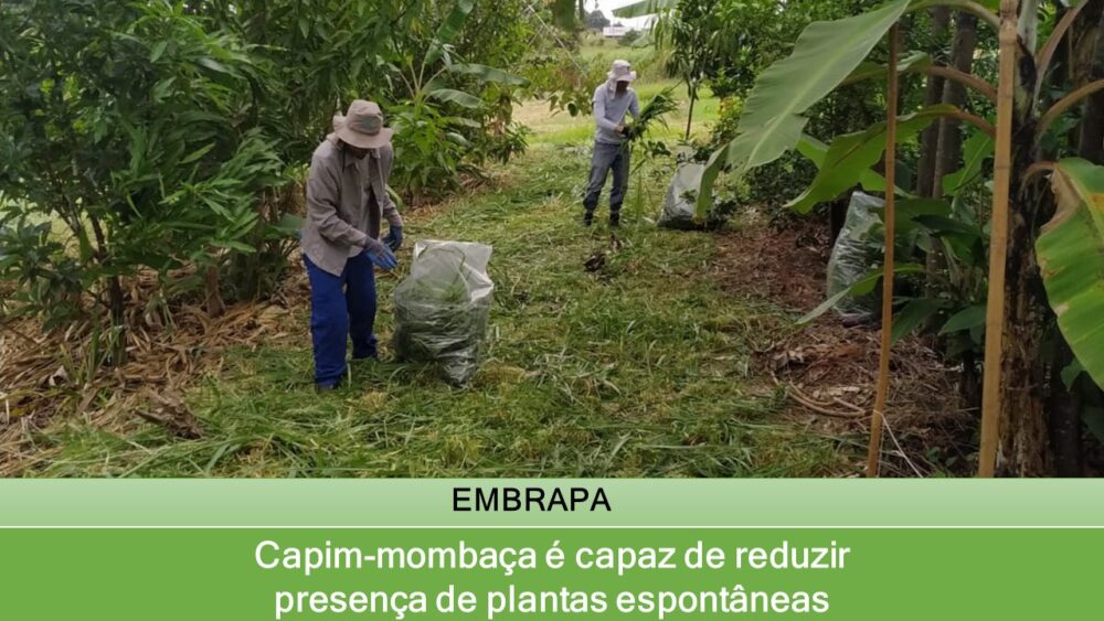 Capim-mombaça é capaz de reduzir presença de plantas espontâneas