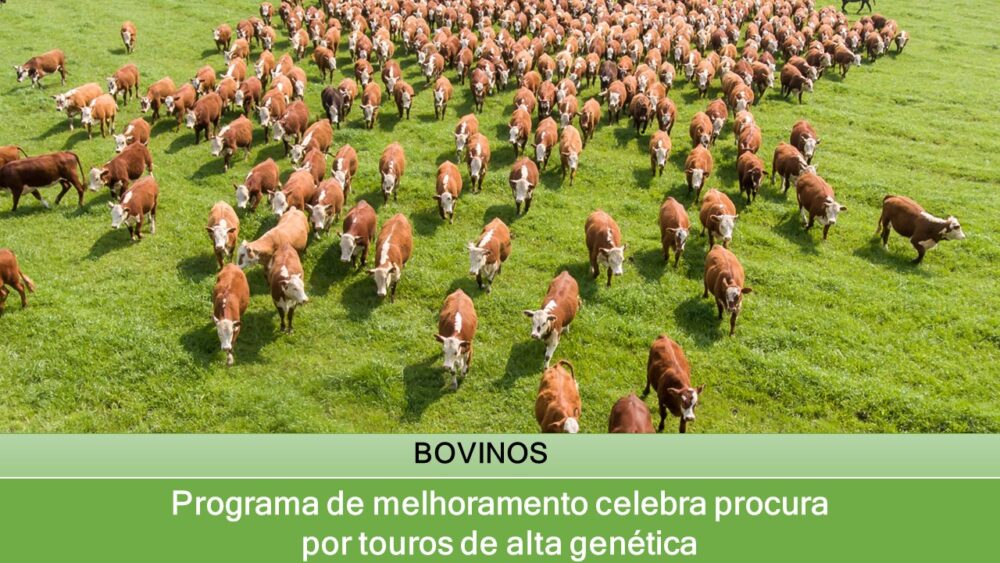 Programa de melhoramento celebra procura por touros de alta genética