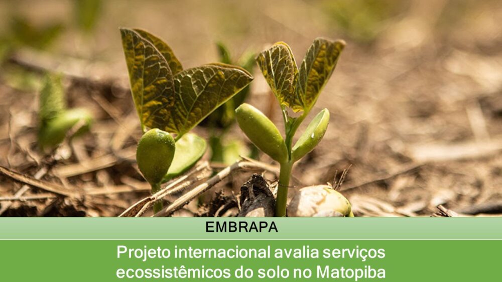 Projeto internacional avalia serviços ecossistêmicos do solo no Matopiba