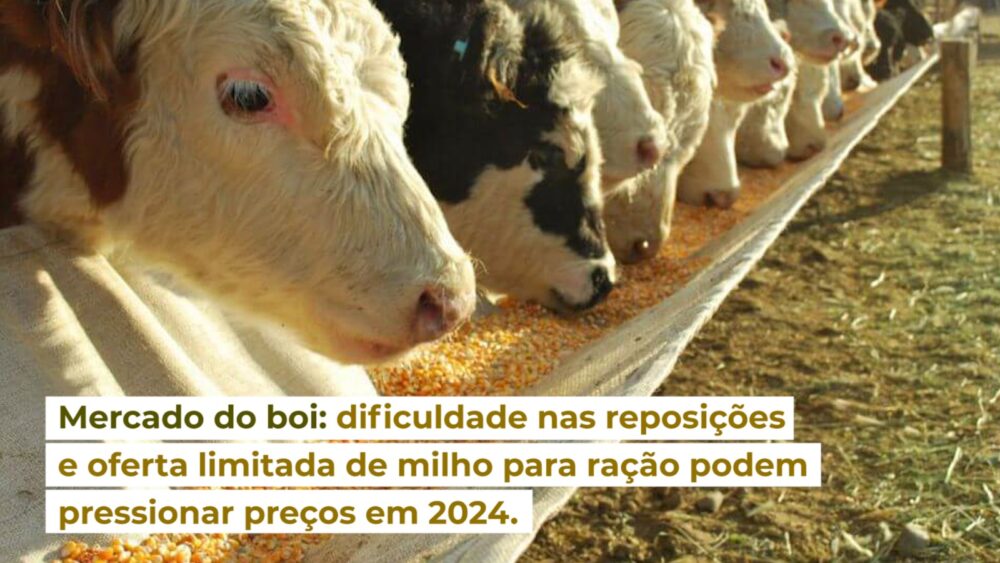 Mercado do boi: dificuldade nas reposições e oferta limitada de milho para ração podem pressionar preços em 2024