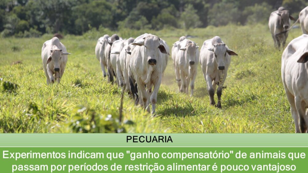 Experimentos indicam que "ganho compensatório" de animais que passam por períodos de restrição alimentar é pouco vantajoso