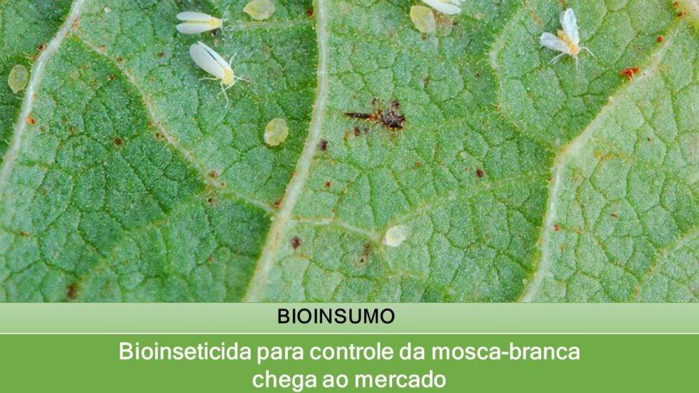 Bioinseticida para controle da mosca-branca chega ao mercado