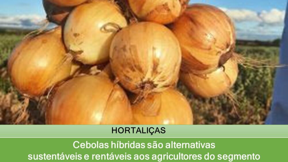 Cebolas híbridas são alternativas sustentáveis e rentáveis aos agricultores do segmento