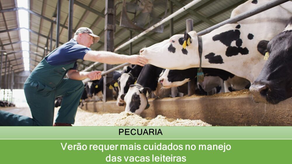 Verão requer mais cuidados no manejo das vacas leiteiras