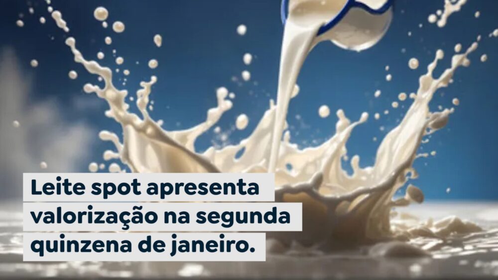 Leite spot apresenta valorização na segunda quinzena de janeiro