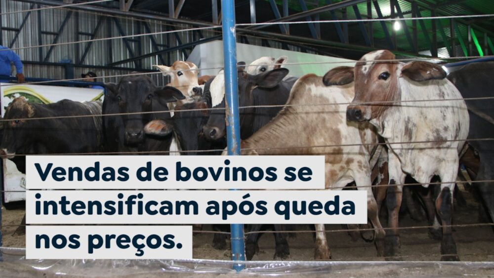 Vendas de bovinos se intensificam após queda nos preços