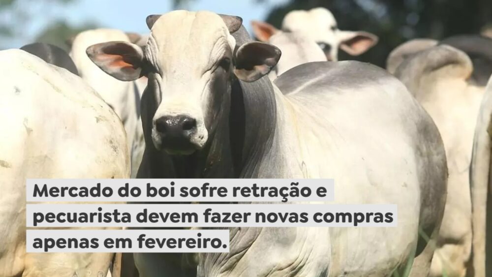 Mercado do boi sofre retração e pecuarista devem fazer novas compras apenas em fevereiro