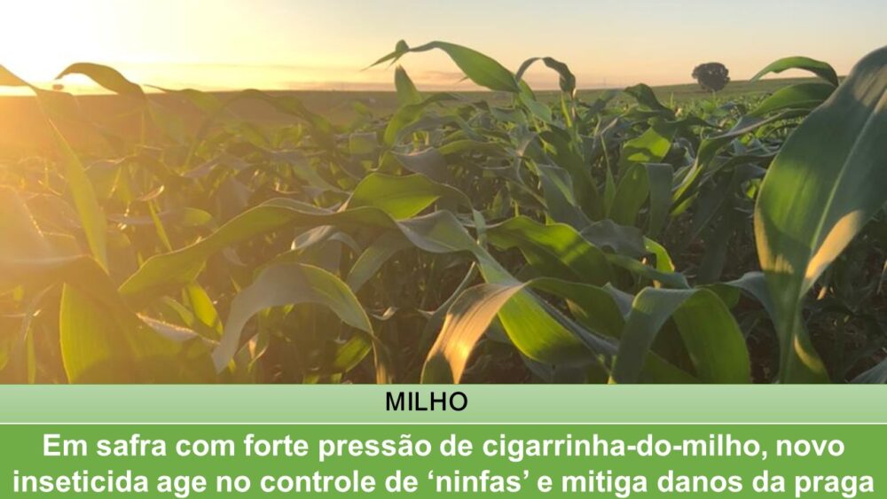 Em safra com forte pressão de cigarrinha-do-milho, novo inseticida age no controle de ‘ninfas’ e mitiga danos da praga