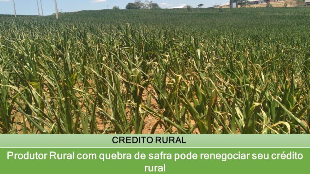 Produtor Rural com quebra de safra pode renegociar seu crédito rural