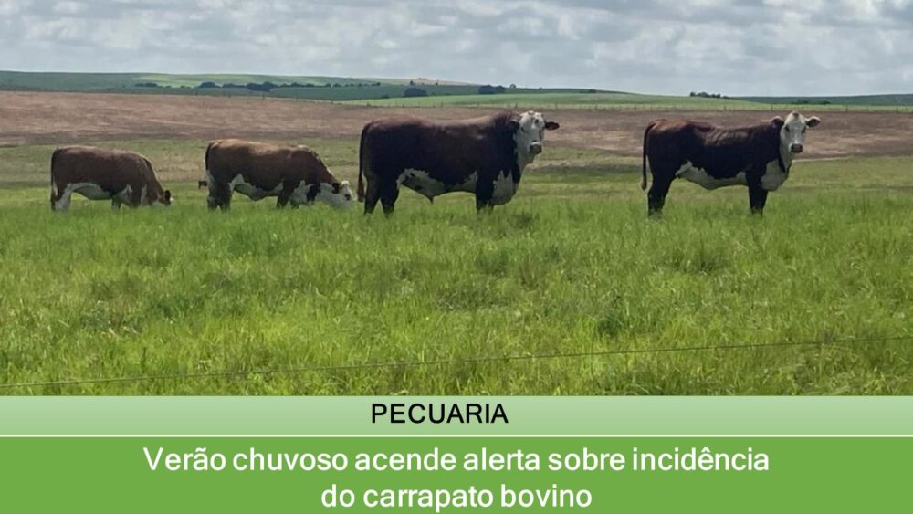 Verão chuvoso acende alerta sobre incidência do carrapato bovino