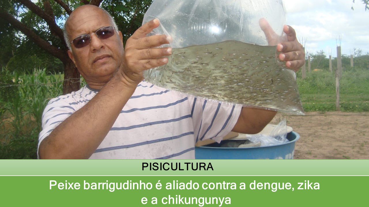 Peixe barrigudinho é aliado contra a dengue, zika e a chikungunya