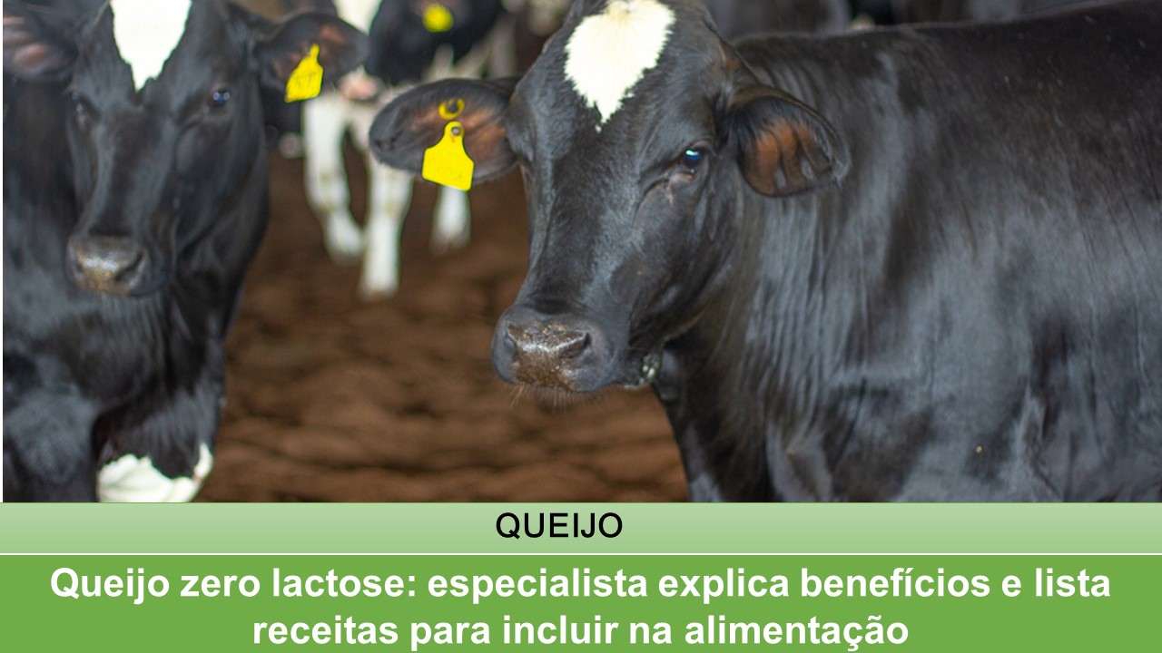 Queijo zero lactose: especialista explica benefícios e lista receitas para incluir na alimentação