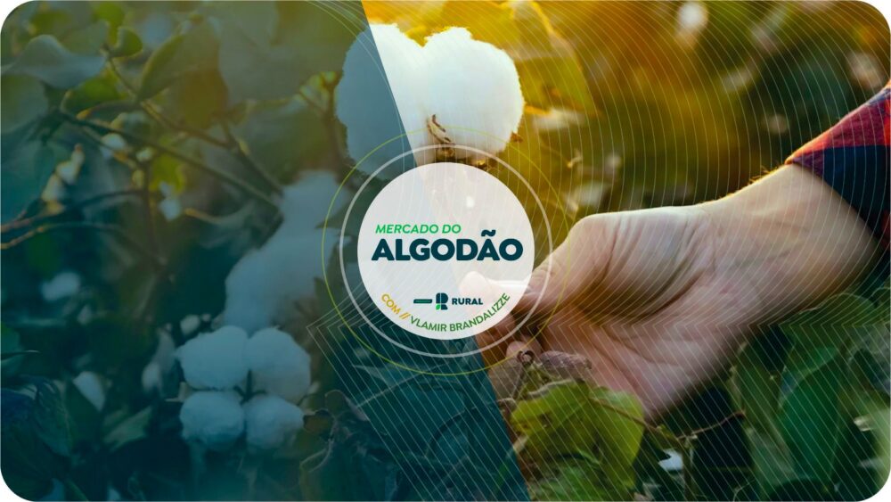 Preços do algodão: Queda nas taxas de juros podem impulsionar cotações