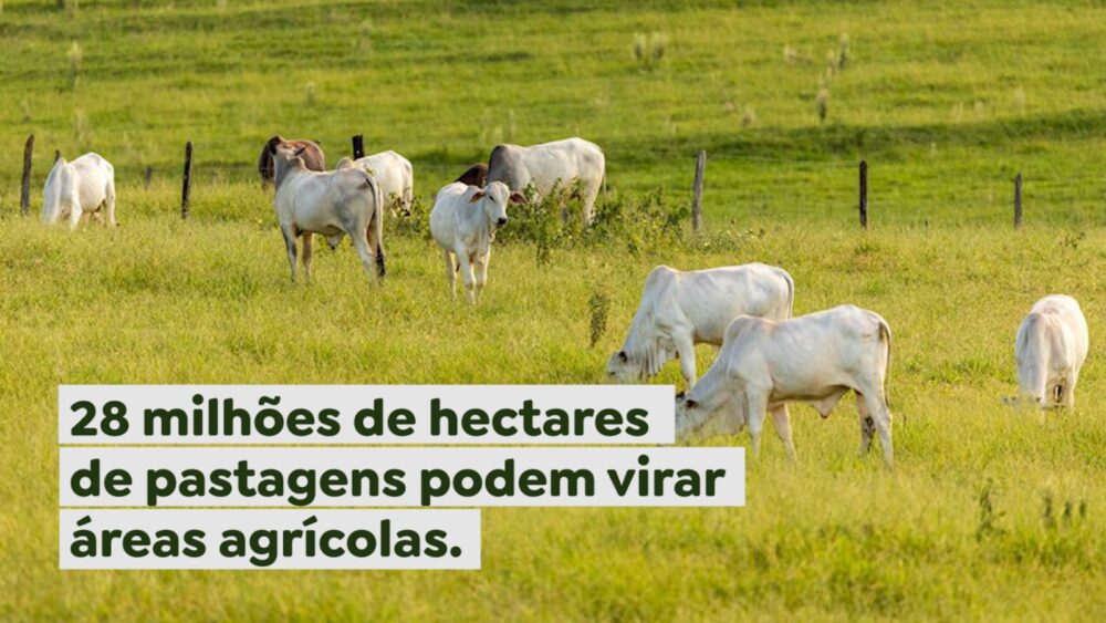 28 milhões de hectares de pastagens podem virar áreas agrícolas