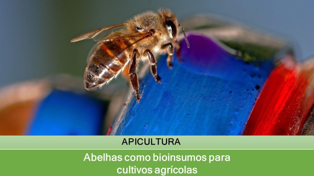 Abelhas como bioinsumos para cultivos agrícolas