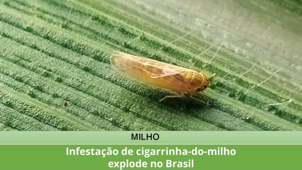 Infestação de cigarrinha-do-milho explode no Brasil