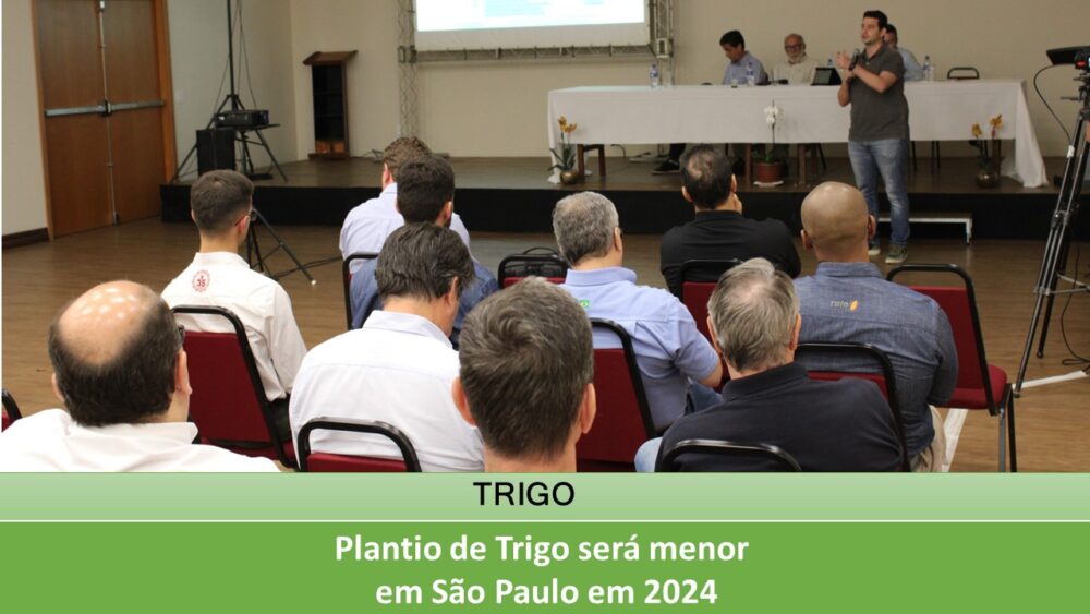 Plantio de Trigo será menor em São Paulo em 2024