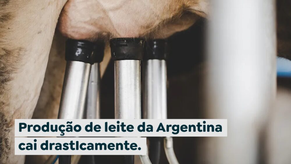 Produção de leite da Argentina cai drasticamente