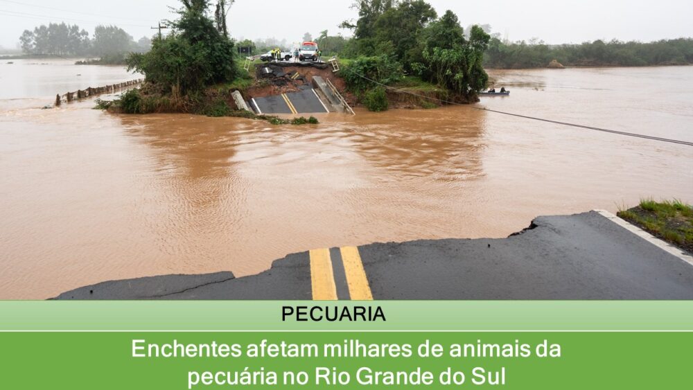 Enchentes afetam milhares de animais da pecuária no Rio Grande do Sul