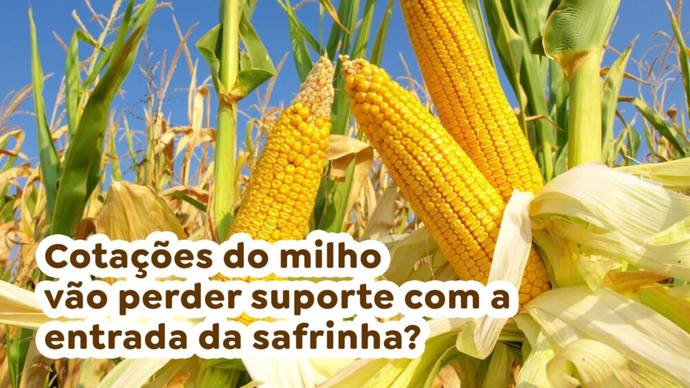 Cotações do milho vão perder suporte com a entrada da safrinha?