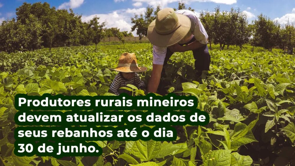 Produtores rurais mineiros devem atualizar os dados de seus rebanhos até o dia 30 de junho