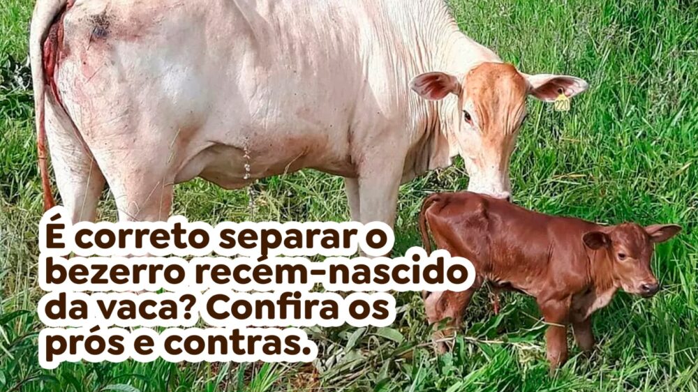 É correto separar o bezerro recém-nascido da vaca? Confira os prós e contras