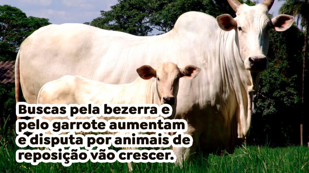 Buscas pela bezerra e pelo garrote aumentam e disputa por animais de reposição vão crescer