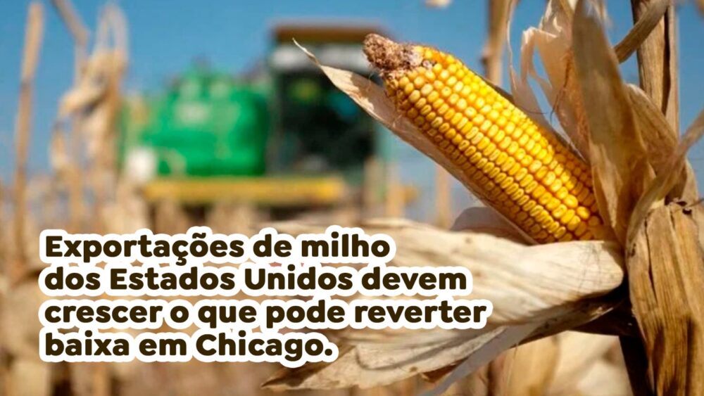 Exportações de milho dos Estados Unidos devem crescer o que pode reverter baixa em Chicago