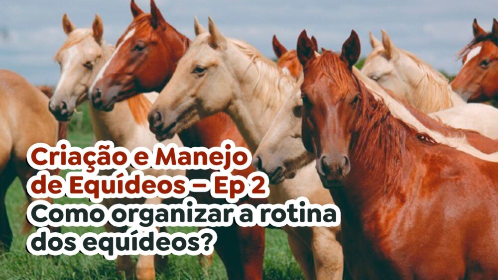 Criação e Manejo de Equídeos – ep 2 – Como organizar a rotina dos equídeos?