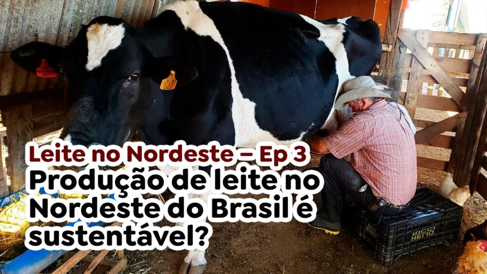 Leite no Nordeste – ep 3 – Produção de leite no Nordeste do Brasil é sustentável?