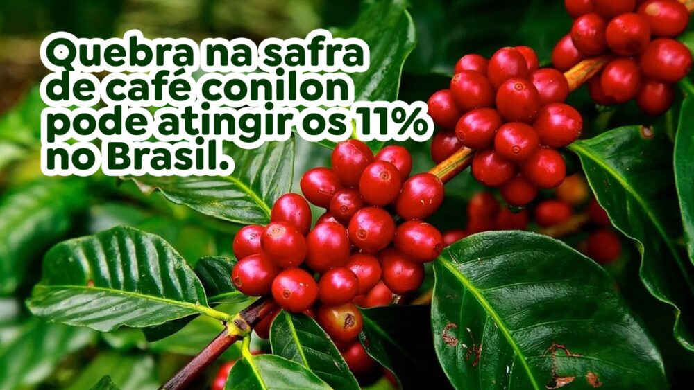 Quebra na safra de café conilon pode atingir os 11% no Brasil