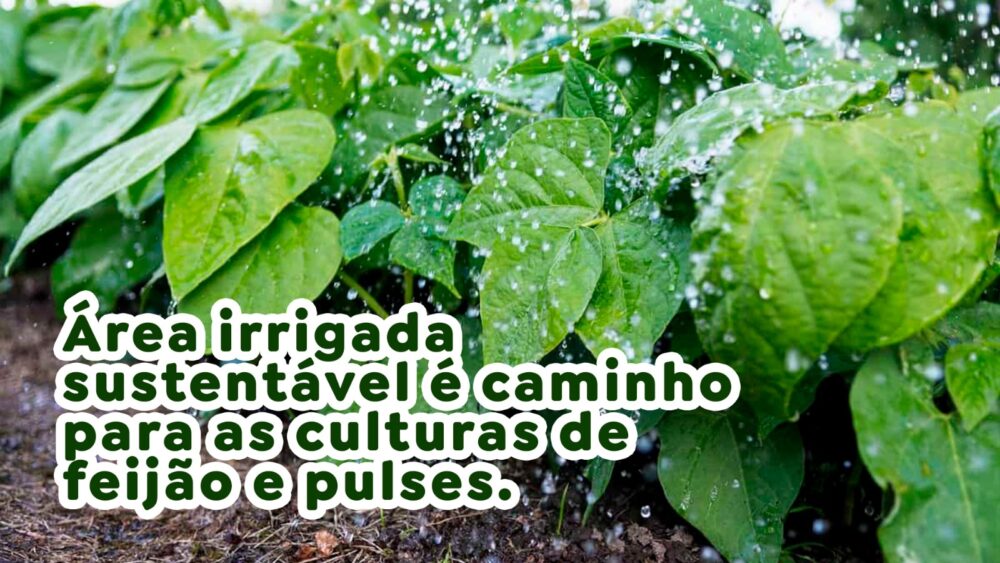 Área irrigada sustentável é caminho para as culturas de feijão e pulses