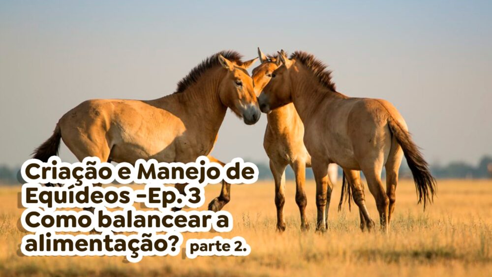 Criação e Manejo de Equídeos -Ep. 3 - Como balancear a alimentação? - parte 2