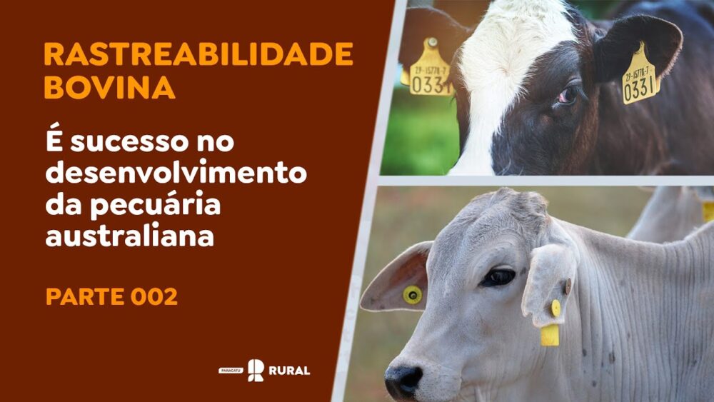 Rastreabilidade bovina (parte 2) é sucesso no desenvolvimento da pecuária australiana