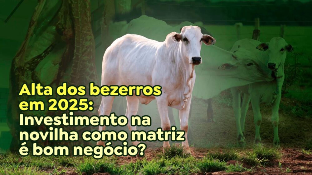 Alta dos bezerros em 2025: Investimento na novilha como matriz é bom negócio?