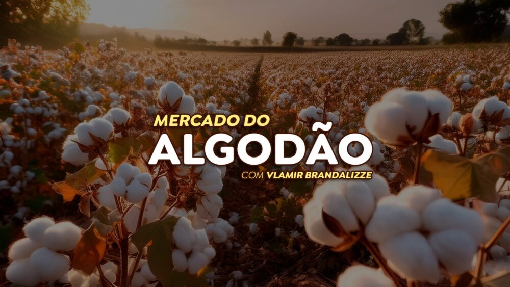 Produção e exportação de algodão nos EUA devem cair; pluma brasileira cresce em qualidade