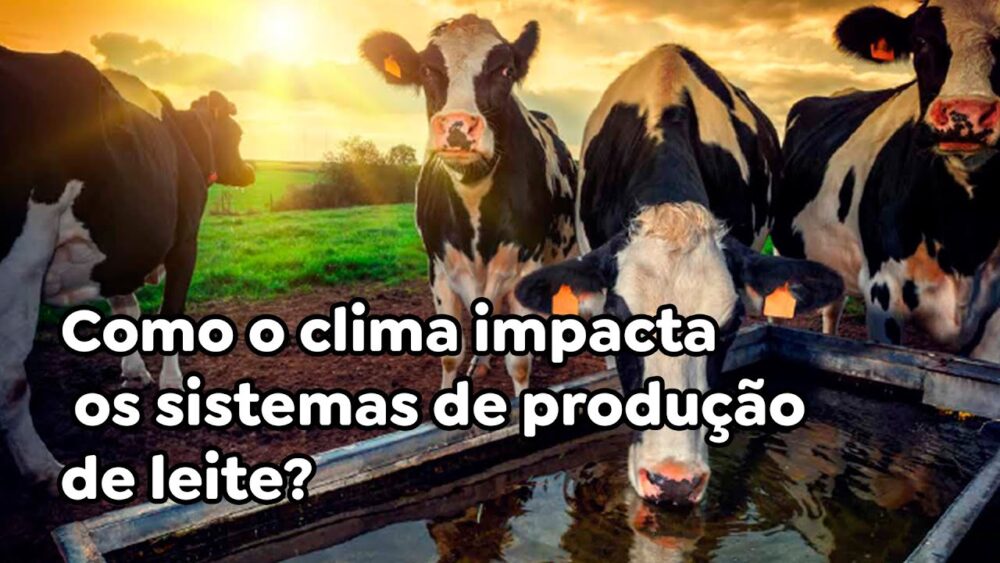 Como o clima impacta os sistemas de produção de leite?