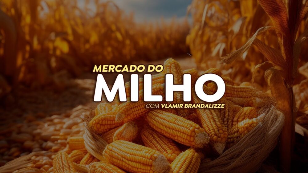 Preços do milho serão maiores em 2025