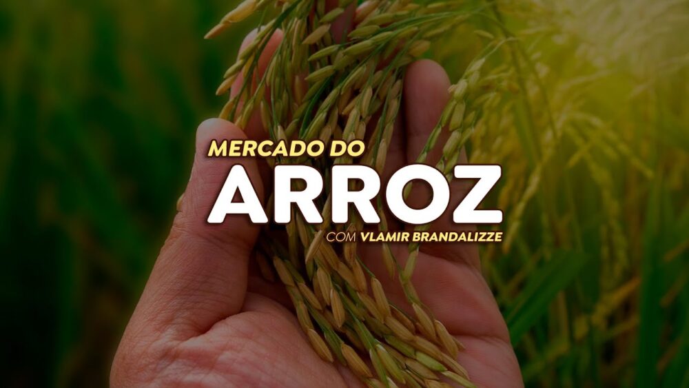 Mercado do arroz fica estável em setembro; demanda deve aumentar em outubro