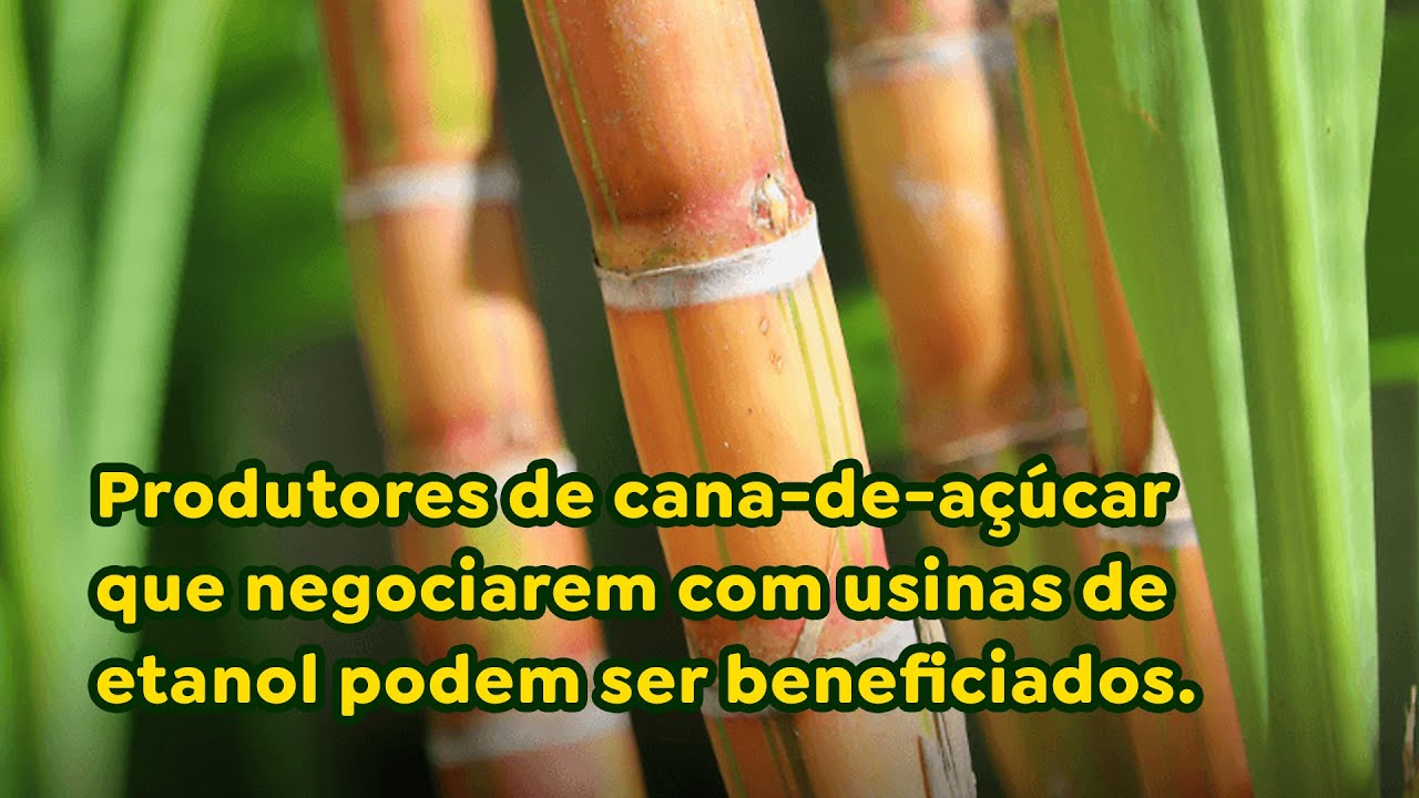 Produtores de cana-de-açúcar que negociarem com usinas de etanol podem ser beneficiados