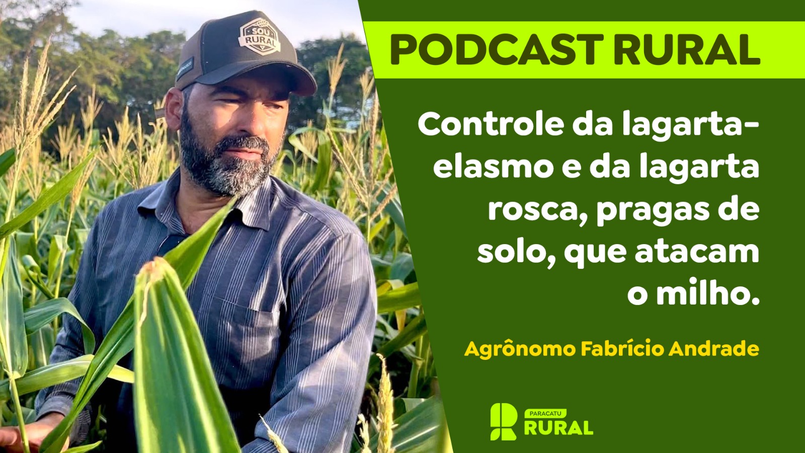 Controle da lagarta-elasmo e da lagarta rosca, pragas de solo, que atacam o milho.