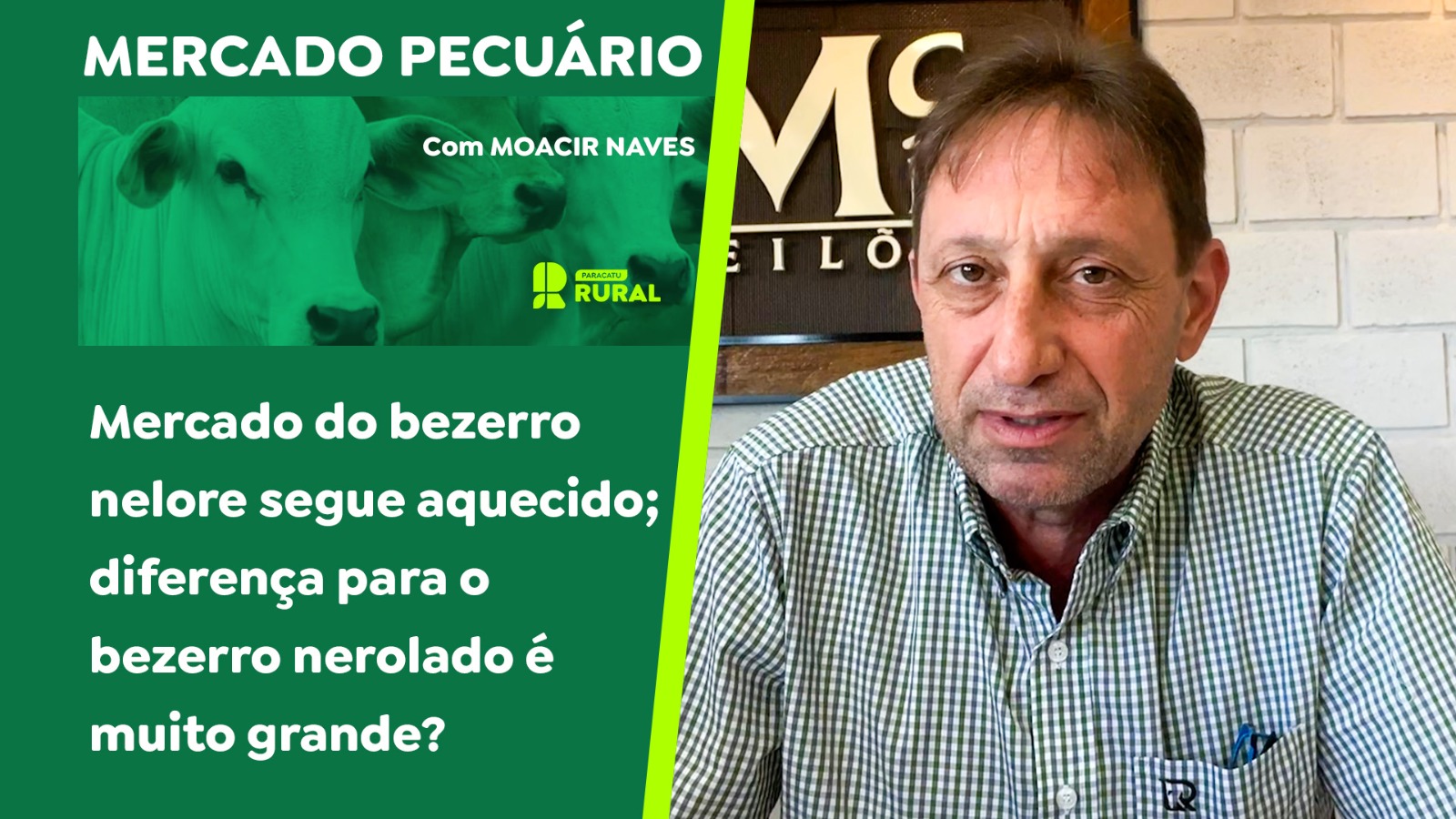 Mercado do bezerro nelore segue aquecido; diferença para o bezerro nerolado é muito grande?